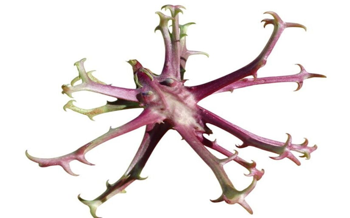 Devil's claw extract on Hondrolife